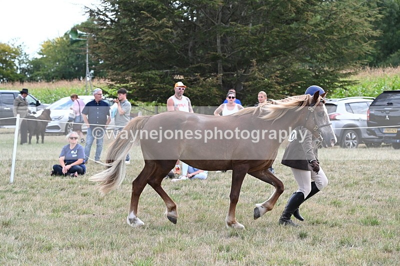 WJ6_6683 - Class 20 In-hand Cob