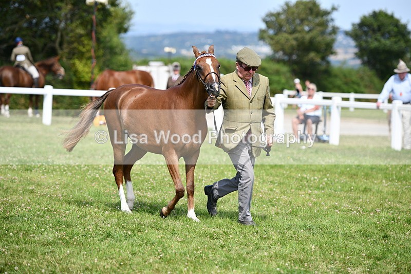 DSC_8344 - Class 68: Part Bred In Hand M & M