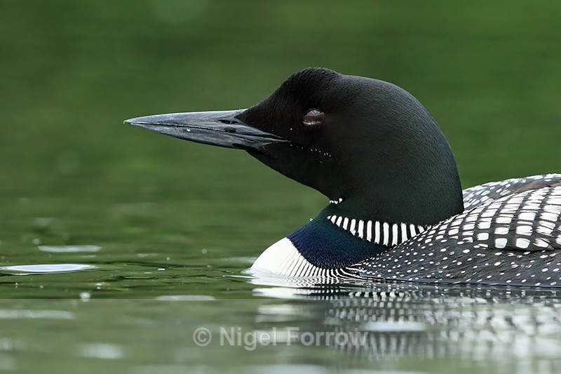 Sleepy Common Loon, Minnesota, USA - Great Northern Diver