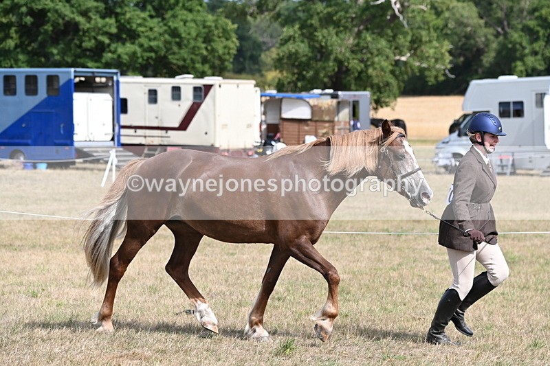 WJ6_6441 - Class 20 In-hand Cob