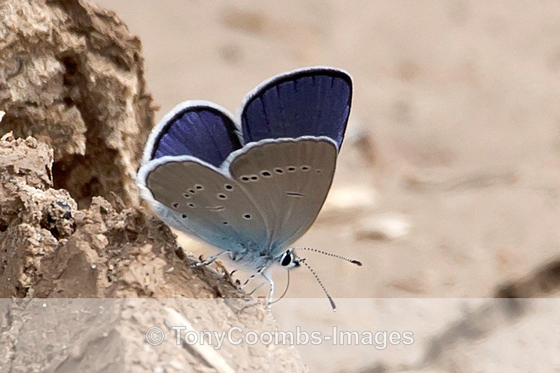 Green Underside Blue - Turkey