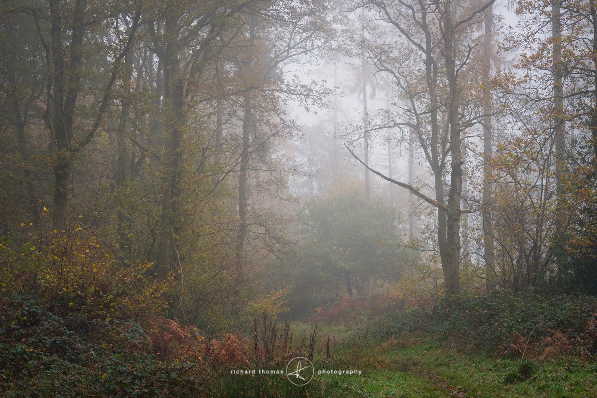 Towards Larch corner - Woodland