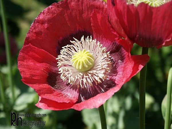 Poppy0365 - Flora & Fauna