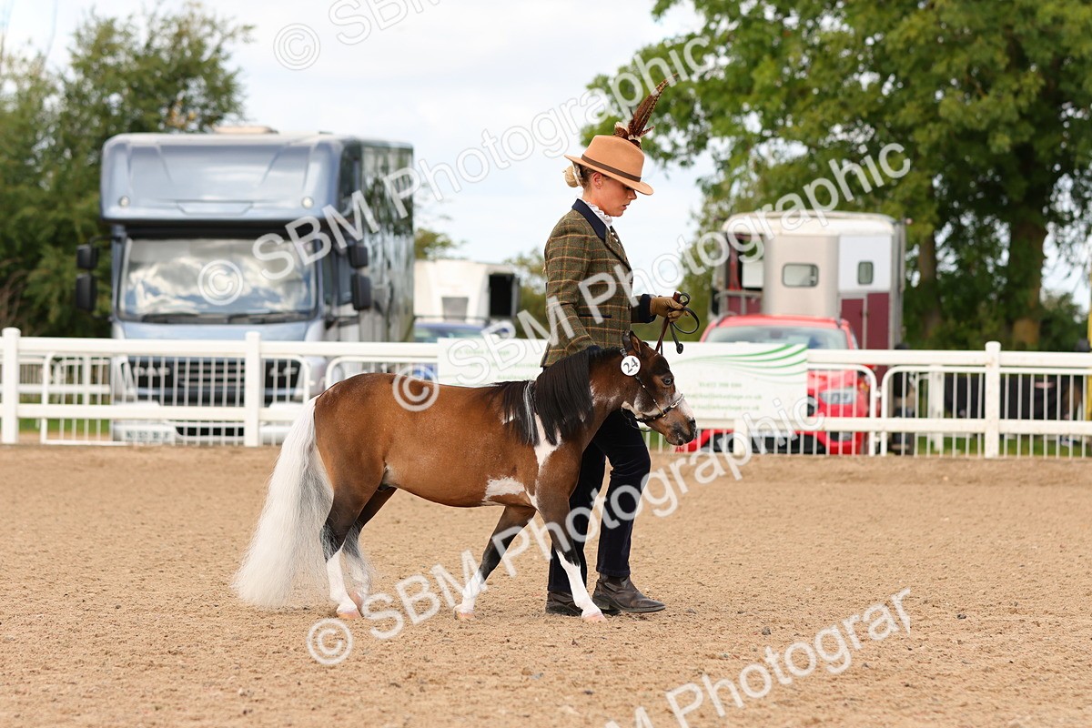 SBM_10269 - Class 206 - IH Non Show Type Pony