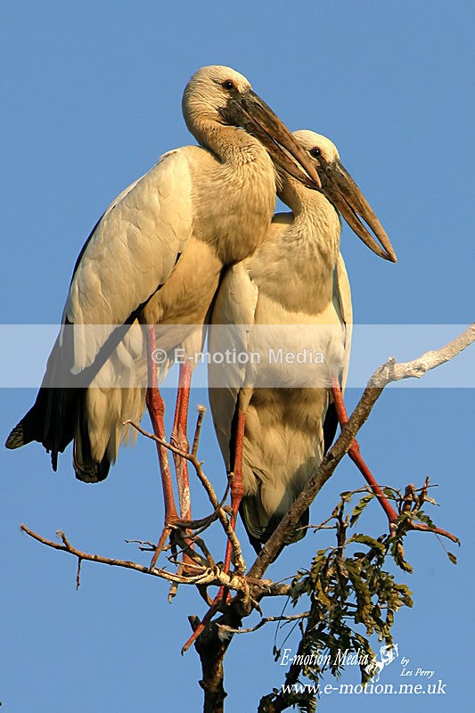 Wat Pai Lom 231203 038a - Nature