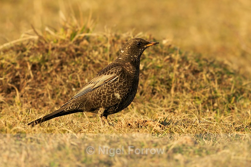 Ring Ouzel (female) at Linkey Down - Ring Ouzel