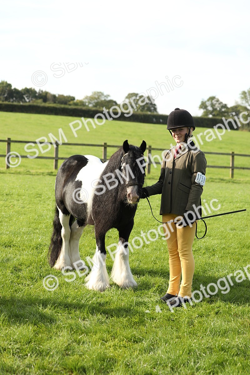 SBM_60967 - S43 - Coloured Pony In Hand