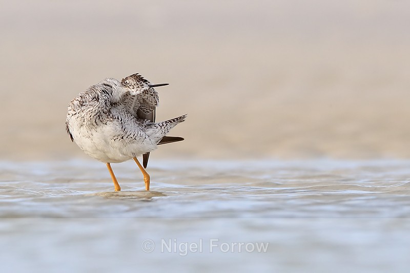 Greater Yellowlegs preening underwing feathers, Fort De Soto, Florida - Greater Yellowlegs