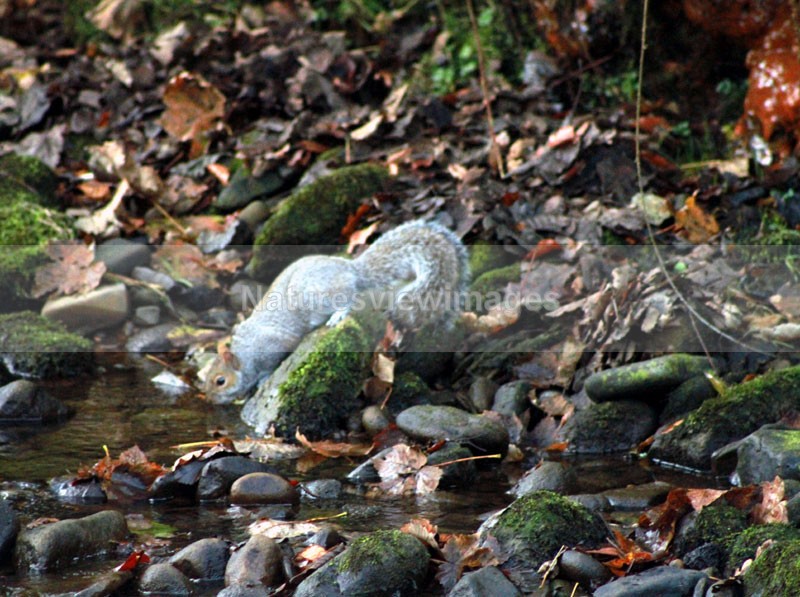 Drinking Squirrel - Wildlife