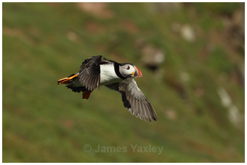 Atlantic Puffin - Puffins of Skokholm Island
