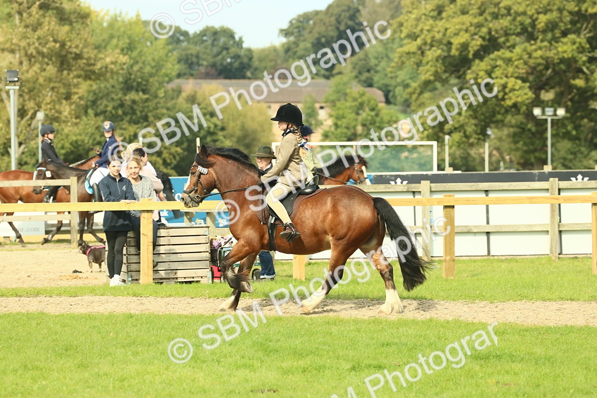 SBM_69059 - S58 - Mini Show Cob Ridden