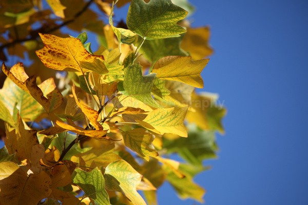 Golden Leafs _75 - Wild Flowers,  plants & Fungus photography, Great Britain