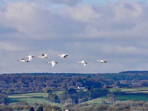 Cranes In Flight, Slimbridge, Glos - LANDSCAPES & TREES