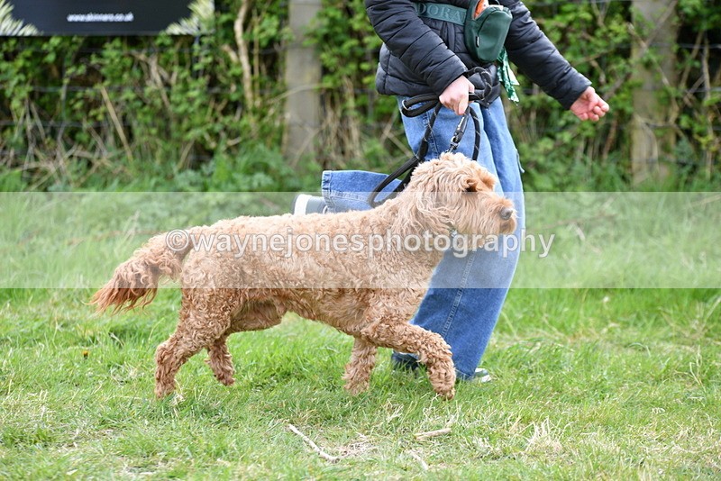 WJ5_9166 - Class 1 Best Cross Breed / Heniz 57