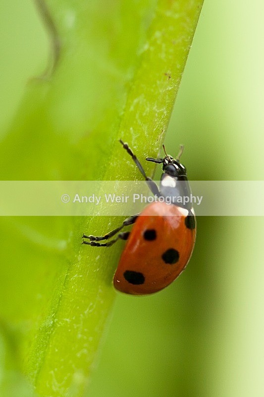 20120428-_MG_9521 - Insects