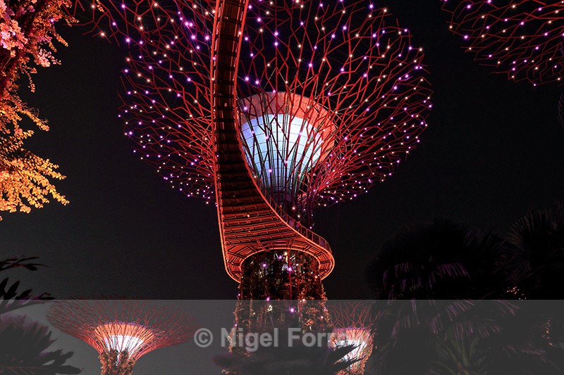 Illuminated Supertrees & Skyway, Garden Rhapsody light show - Singapore