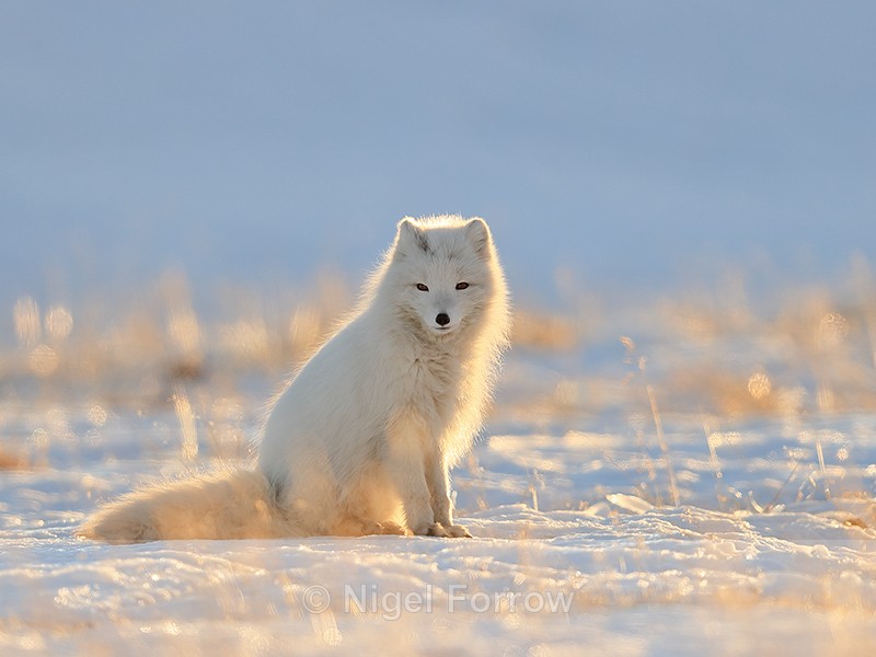 Arctic Fox sitting, backlit, Svalbard, Norway - Arctic Fox
