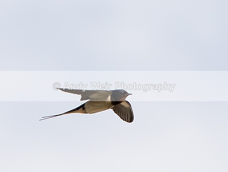 20150608-8E0A9235 - Abroad