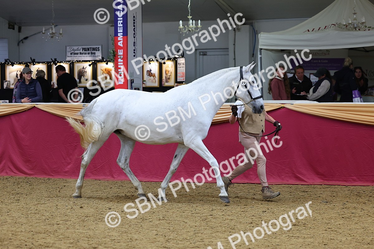 SBM_22627 - Class 903 - Supreme Final - IH Pre Vet