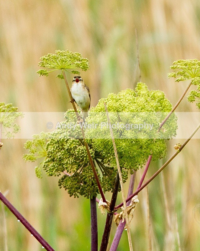 20110611-IMG_5576 - Sedge Warbler