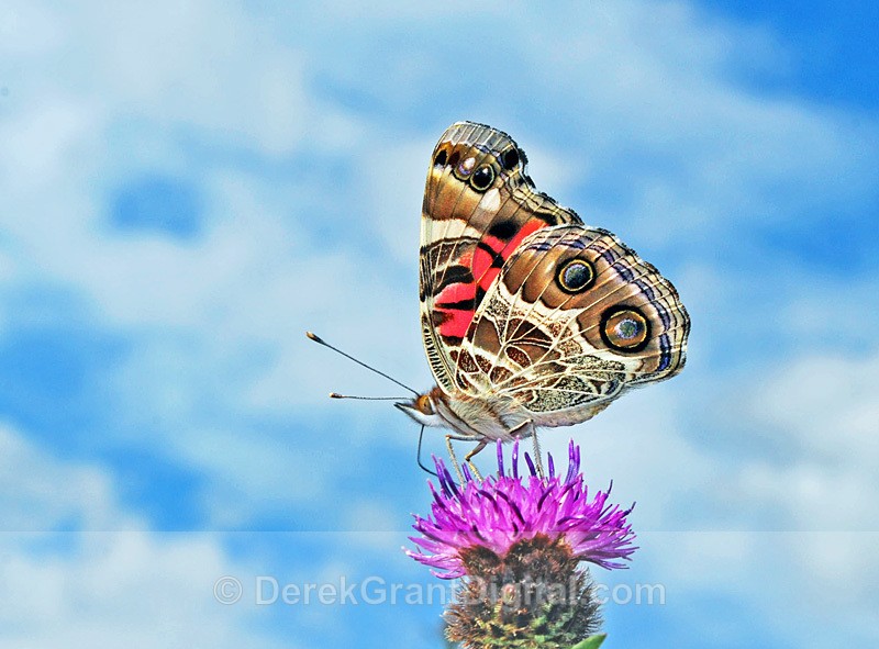 Vanessa virginiensis - Butterflies & Moths of Atlantic Canada