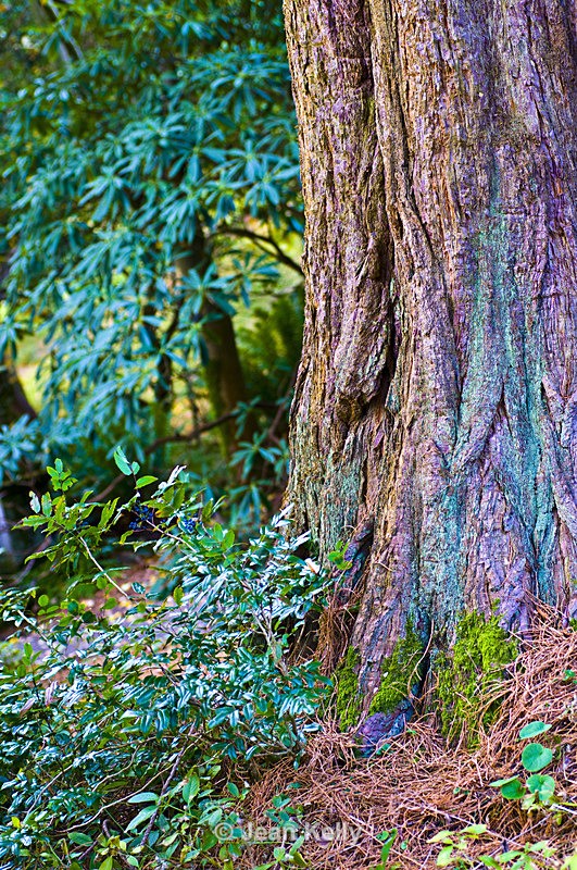 Tree - 9034 - Trees