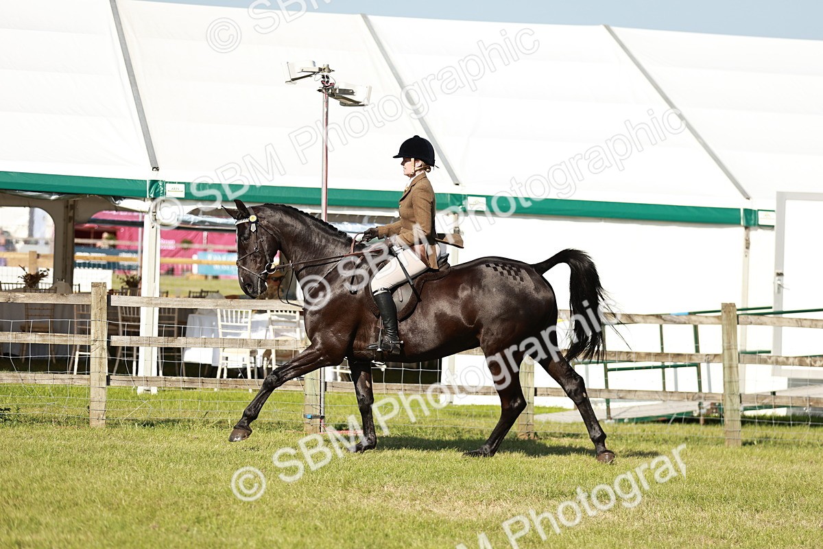 SBM_19242 - Class 115-116 - LIHS BSHA Rising Star Working Hunter & Show Horse