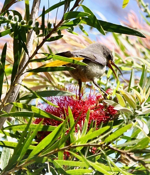 Female Sunbird In My Bottle Brush Tree - NEW GALLERY AS A SOUTH AFRICAN RESIDENT