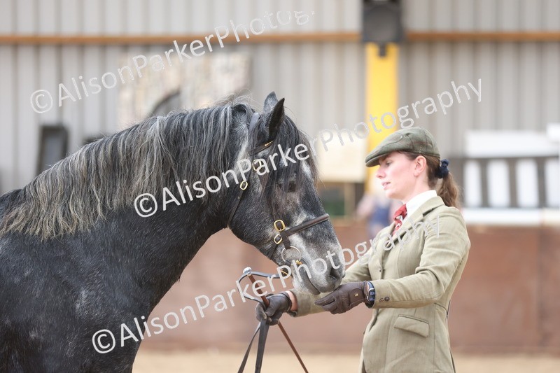 20251109-1010 - Class 27 - Stallions 4 Years and over