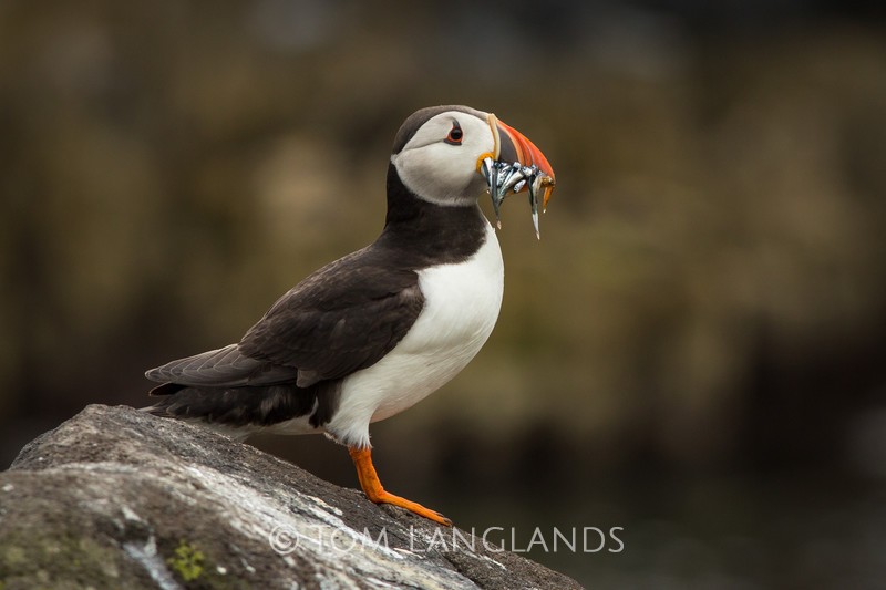 Puffin - Gannets and Puffins