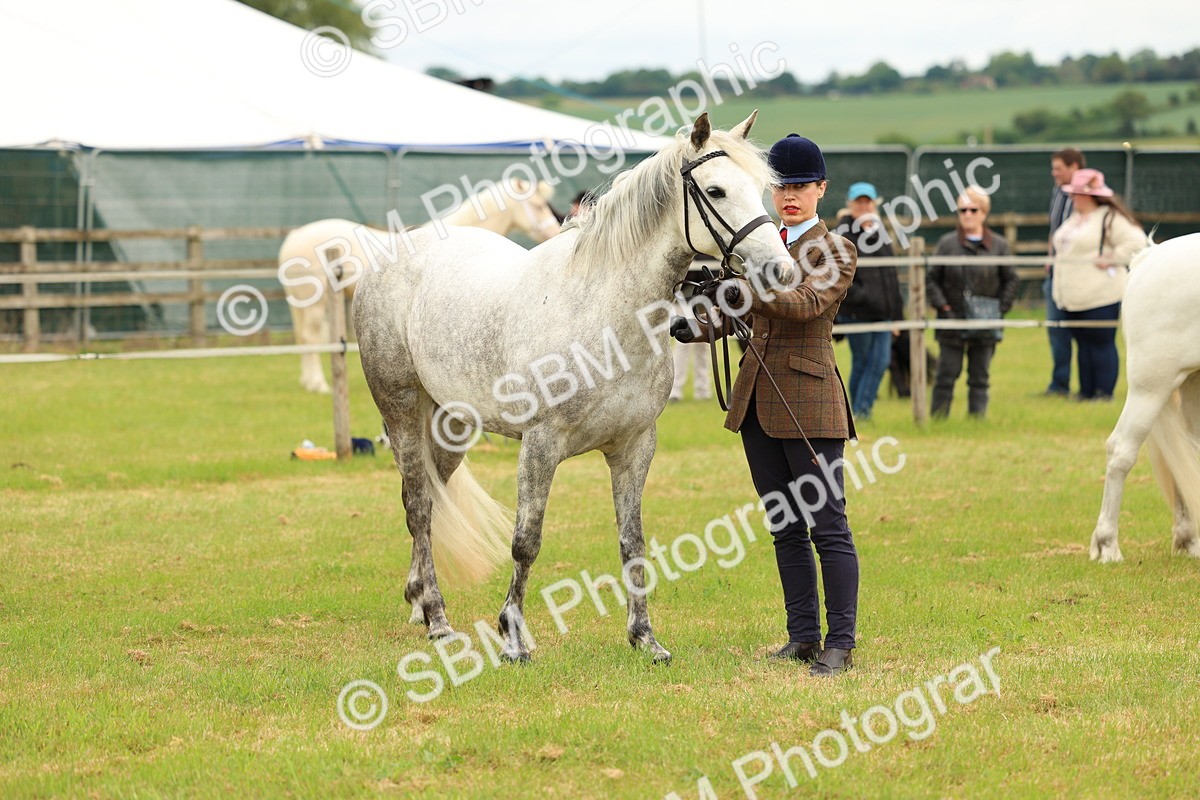 SBM_04229 - Class 64-67 - Shetland Pony In Hand