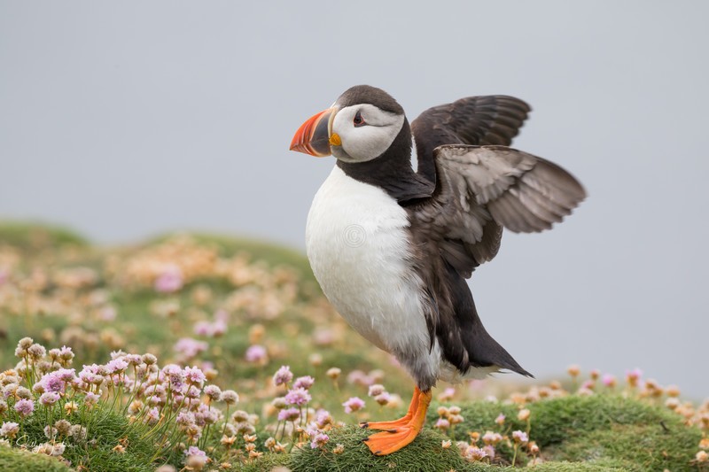 Cute Puffin 15
