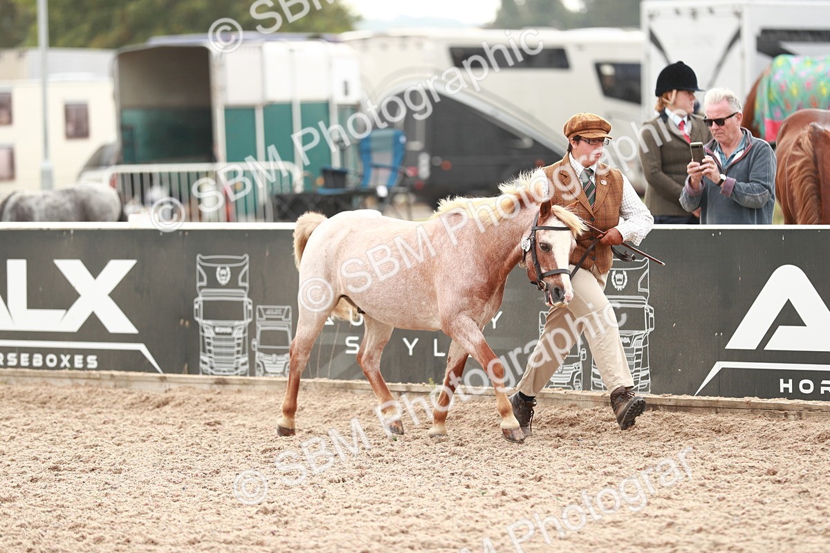 SBM_12443 - Class 207 IH M&M