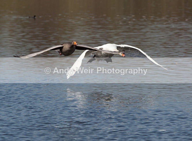 20110410-IMG_1548 - Greylag Goose