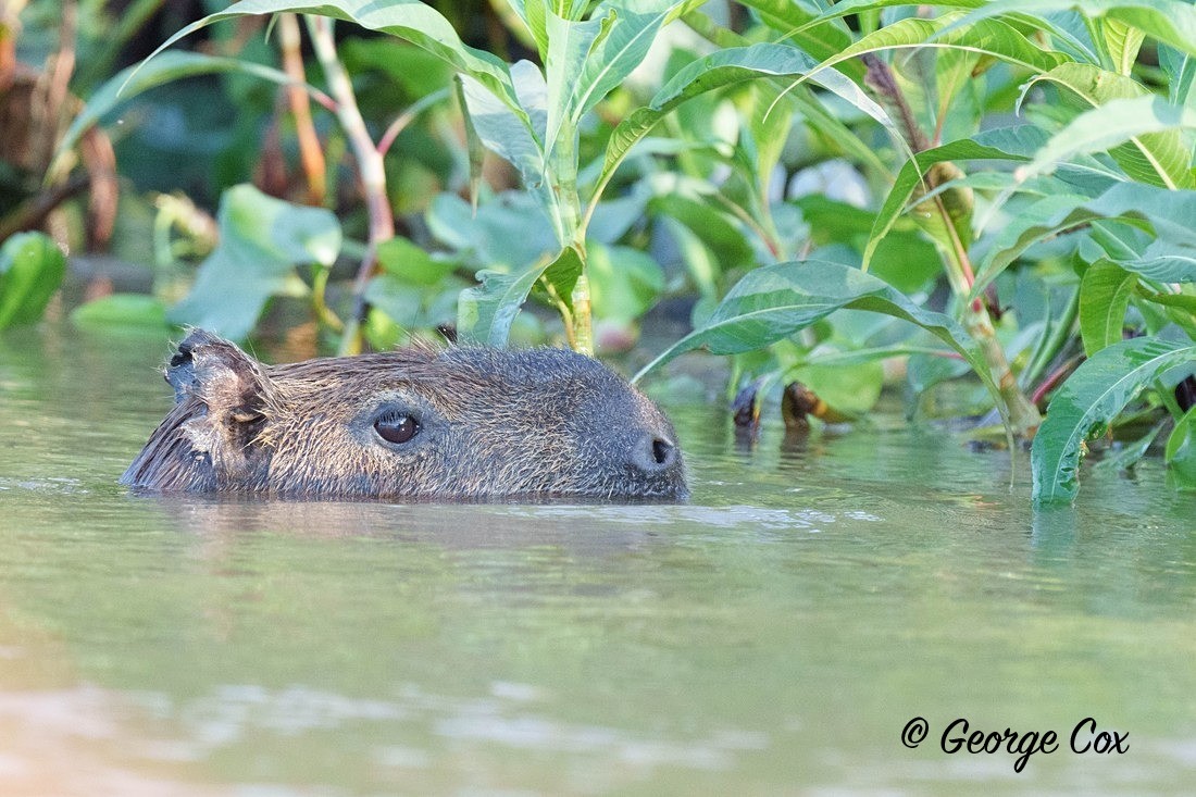 capybara swimming - Brazil
