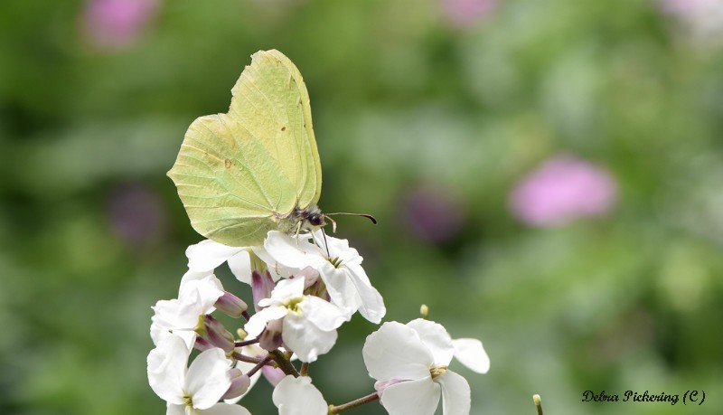 Brimstone - Macro