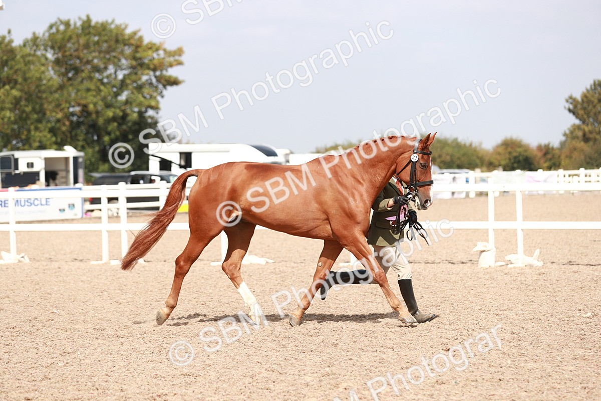 SBM_13313 - Class 208 IH Veteran Horse