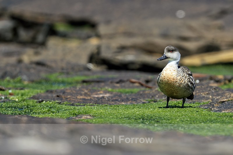 Crested Duck at low tide, Carcass Island, Falklands - Crested Duck