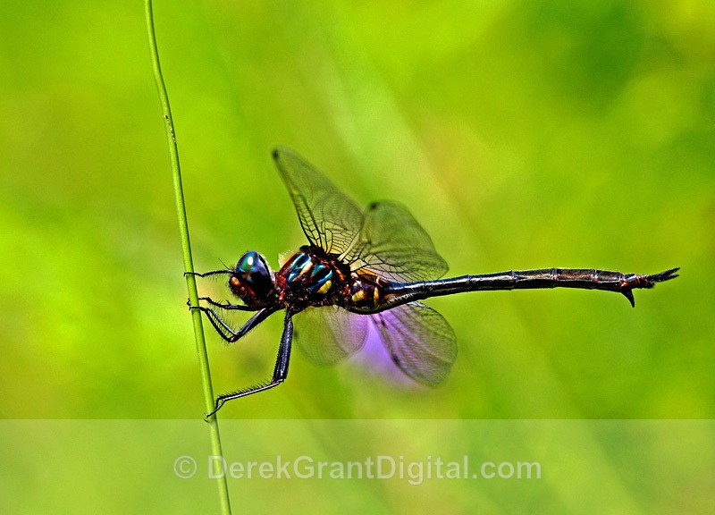 Somatochlora tenebrosa Female - Dragonflies of Atlantic Canada