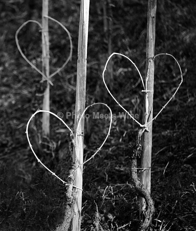  - Vineyards & Vines / Weinberge & Reben