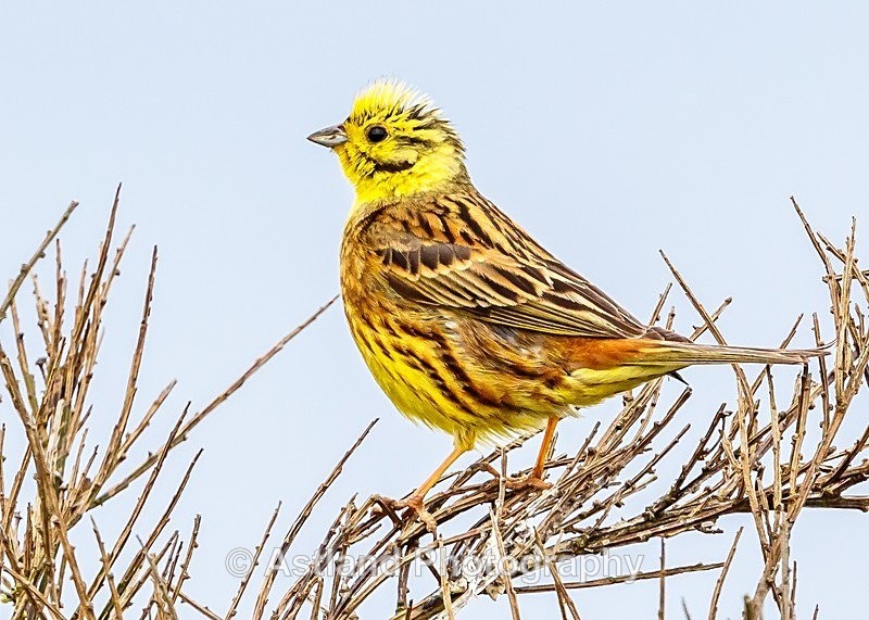 Astland Photography, Bird and Wildlife Images, Susan and Peter Wilson, U.K