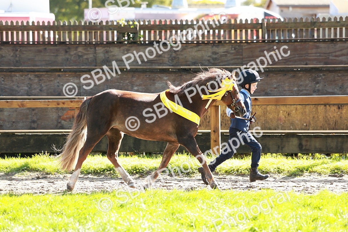 SBM_42107 - S32 - Mountain & Moorland Working Hunter Pony