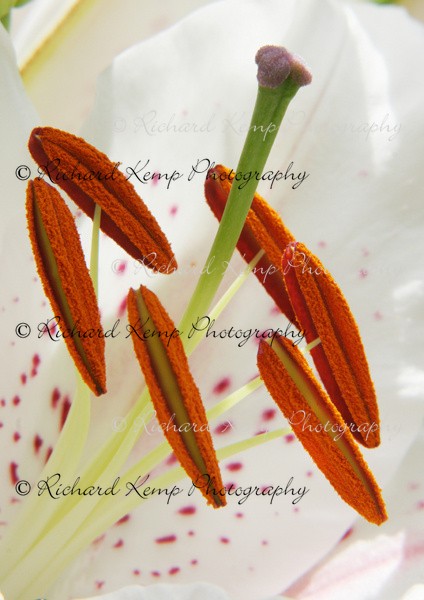 Lily - 3113 - Plants