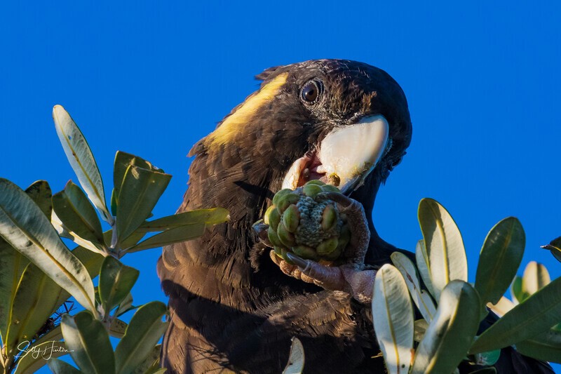 Yellow-tailed Black-cockatoo Female Eating 2 0A3A8194 - Black Cockatoos