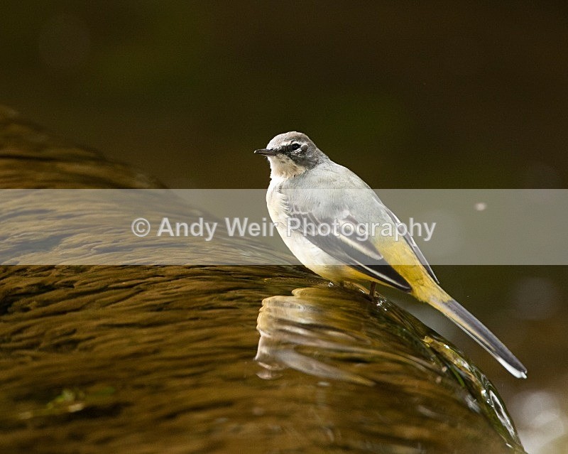 20090907-186 - Pipits & Wagtails