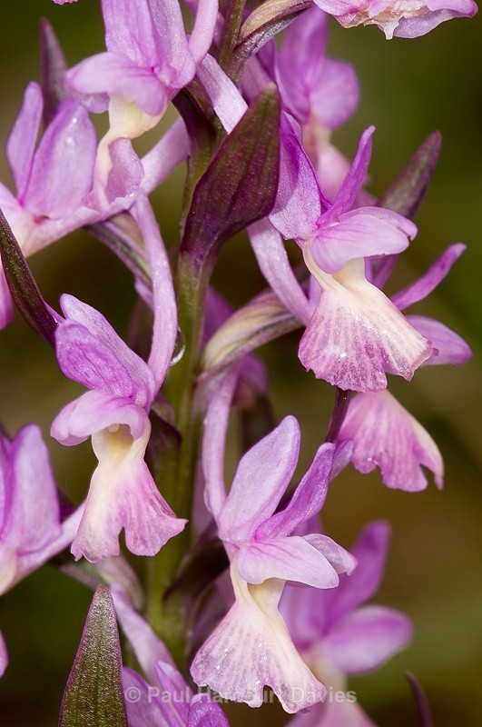  - Orchids - Dactylorhiza