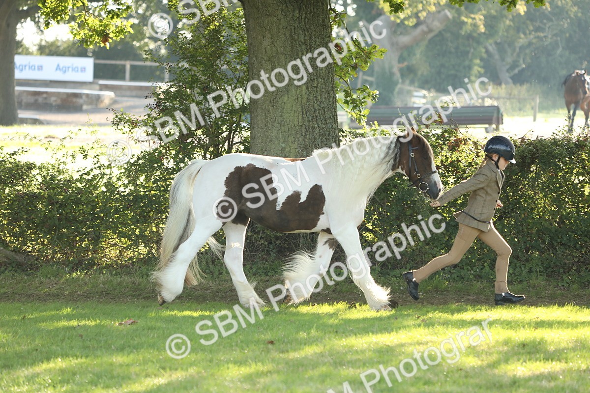SBM_60855 - S43 - Coloured Pony In Hand
