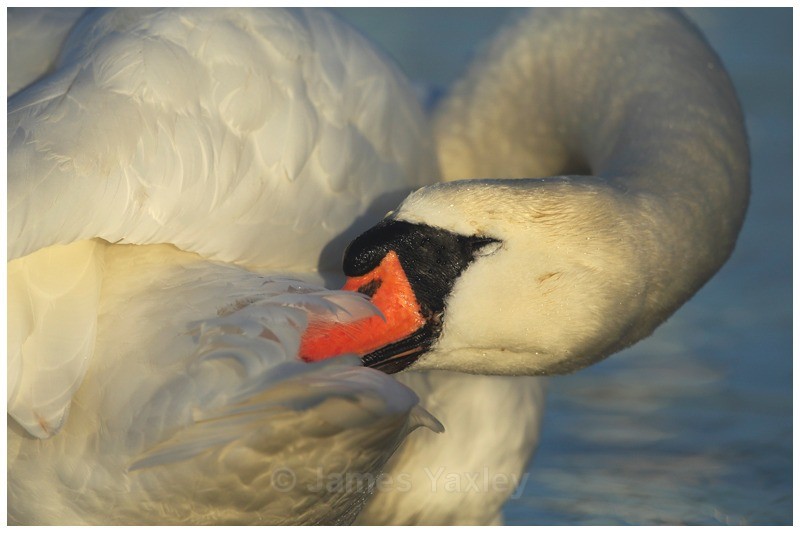 Preening Swan - River Scrape & Lake