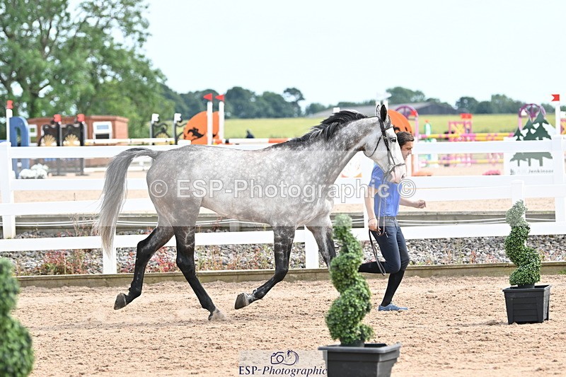 240717A-164236-03487 - Trot Up 4pm to 5pm