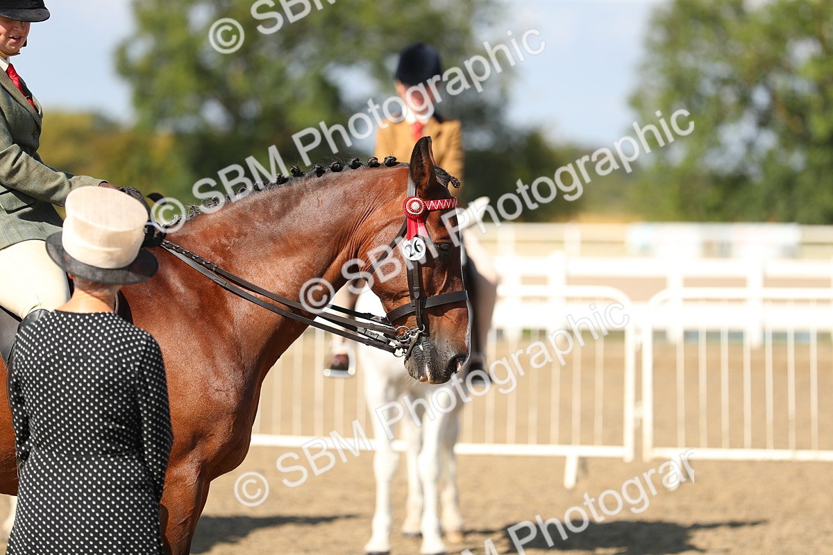 SBM_02322 - Class 43 Ridden Competition Horse/Pony